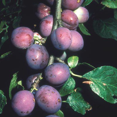 Plum Czar-2yr Half Std St Julian A rootstock
