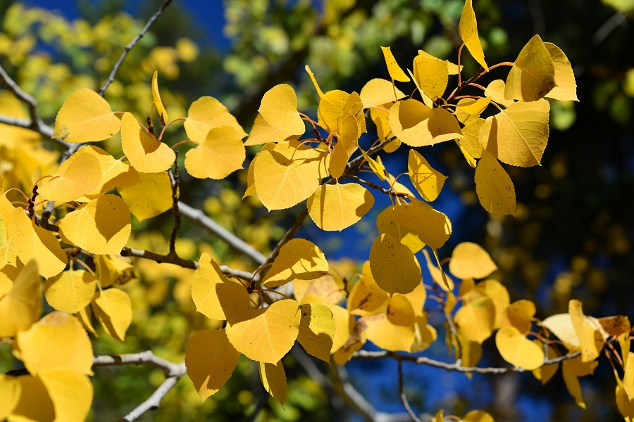 Aspen tree in autumn
