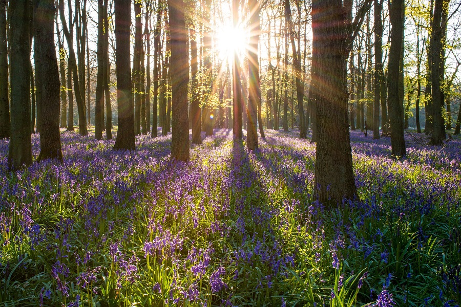 Bluebell wood