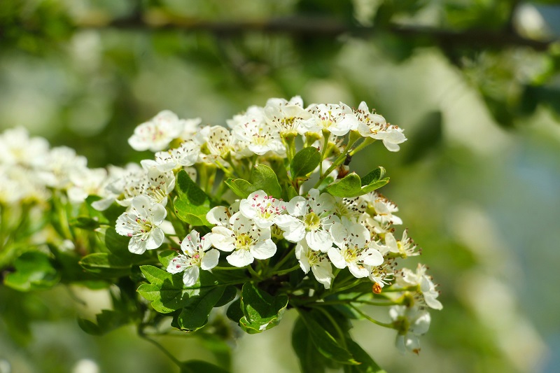 Hawthorn tree
