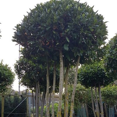 Laurus nobilis multistem