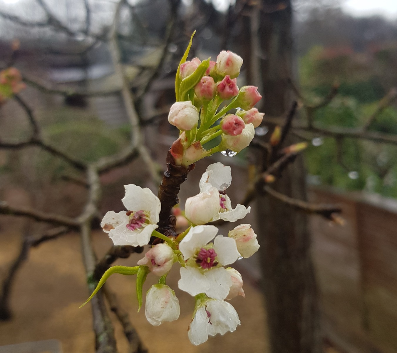 Pyrus Chanticleer